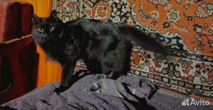 Кот