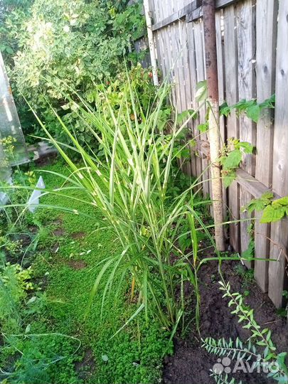 Мискантус китайский 