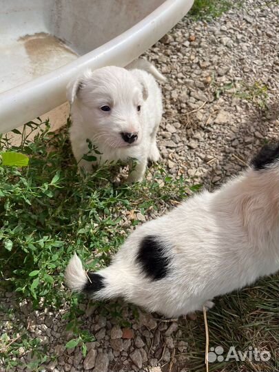 Маленькие собачки в добрые руки