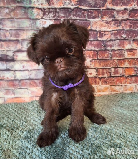 Щенки гриффона