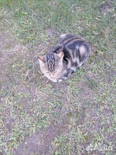 Котята бесплатно
