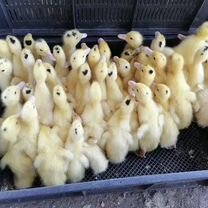 Утята муларды