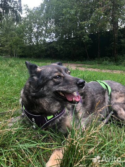 Собака 8 лет не выходила гулять