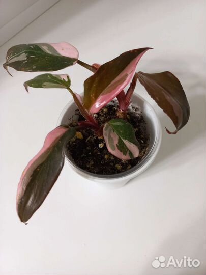 Филодендрон розовая принцесса