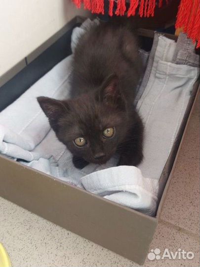 Котенок в добрые руки