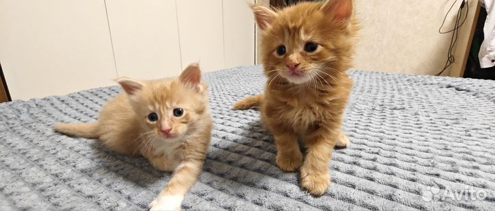 Котята мейн-кун