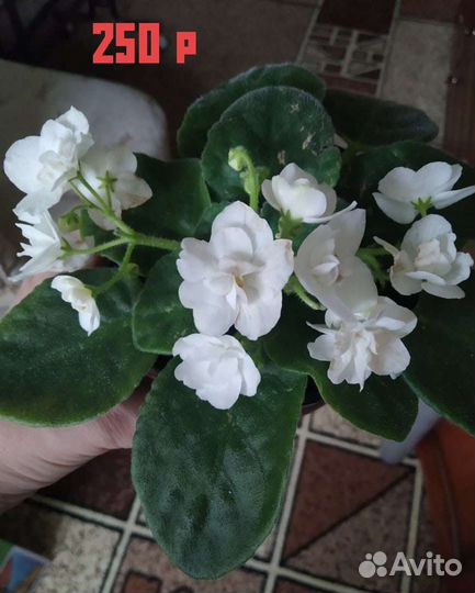Фиалка белая