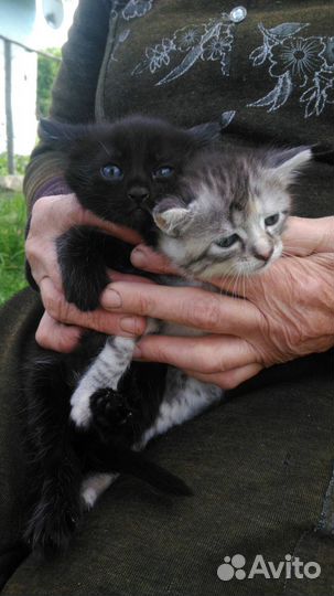 2 миленьких котенка-черный и серый