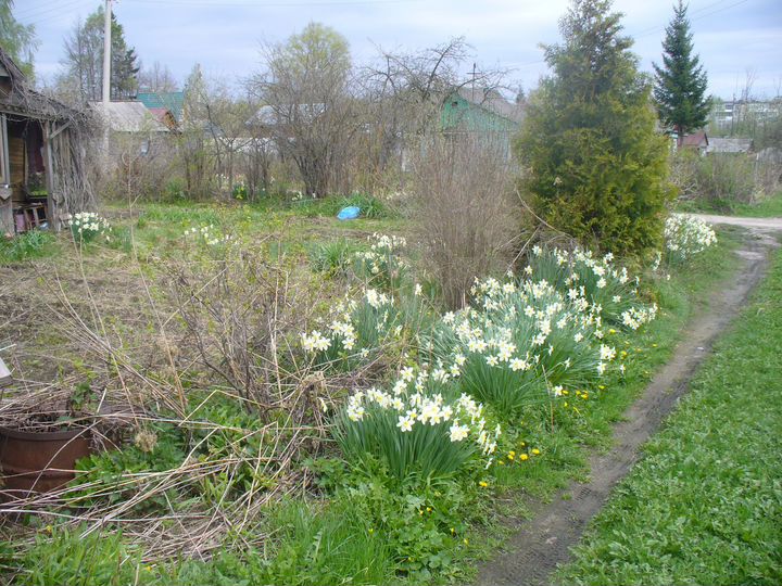 Участок 4,3 сот. (СНТ, ДНП)