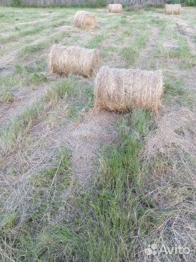 Продам сено в рулонах