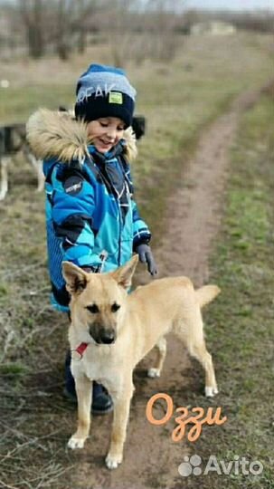 Собака в добрые руки привезу