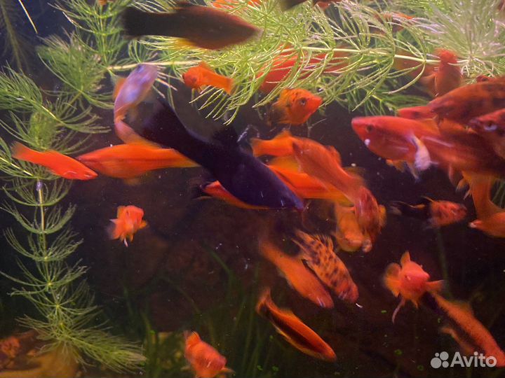 Меченосцы,элоу,попугайчики(пульхер)