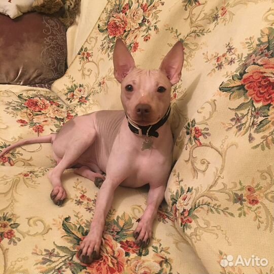 Уход за животными