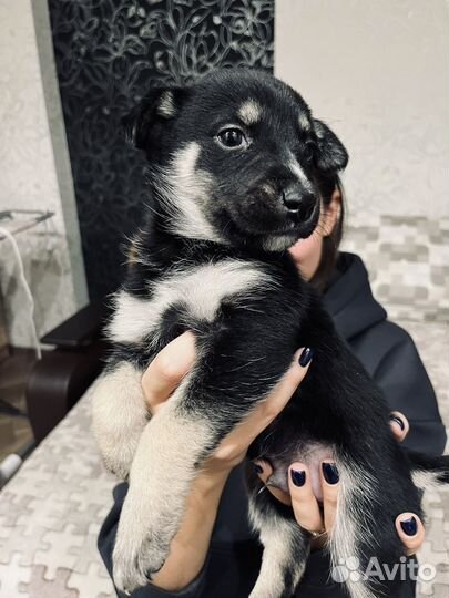 Собаки щенки