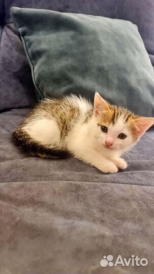 Котенок