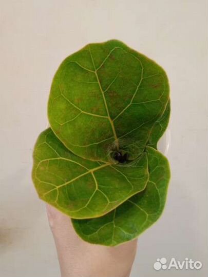 Фикус Лирата Бамбино