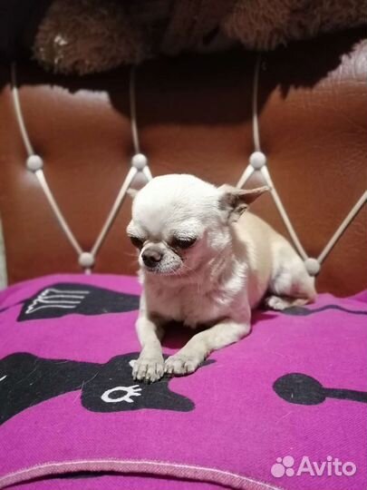 Чихуахуа девочка