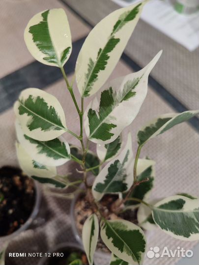 Сортовые фикусы