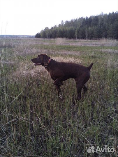 Дратхаар вязка