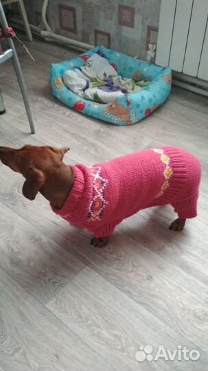 Одежда для собаки таксы