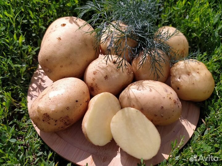Продам картофель