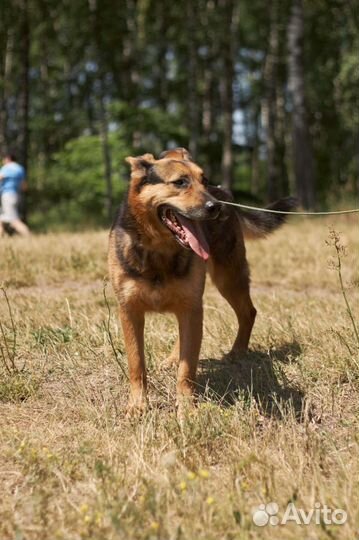 Собака в добрые руки
