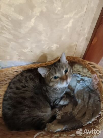 Умничка кошечка