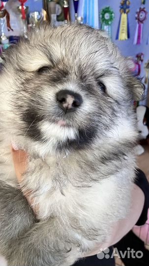 Малый немецкий шпиц