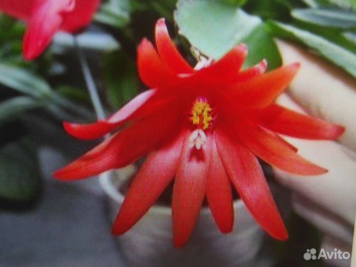 Декабрист (Шлюмбергера)