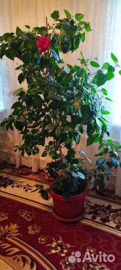 Домашние цветы китайская роза, фикус