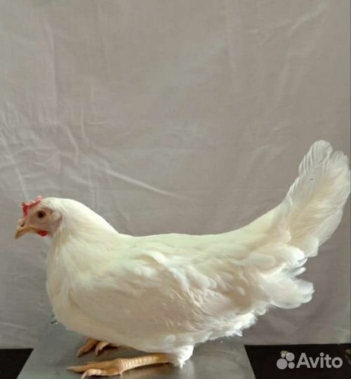 Куры молодки несушки