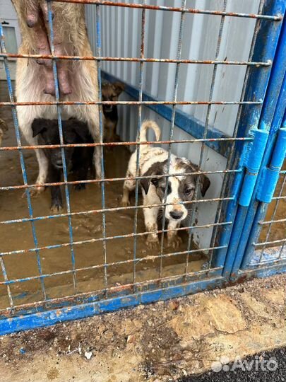 Щенки от небольшой собаки 3 мес