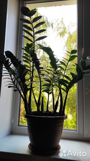 Комнатные растения