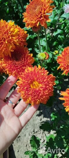 Хризантемы