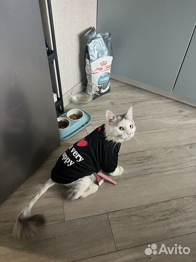 Крупный кот