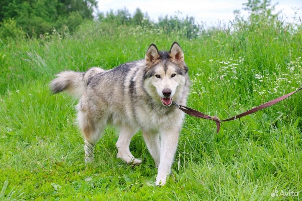 маламут в добрые руки