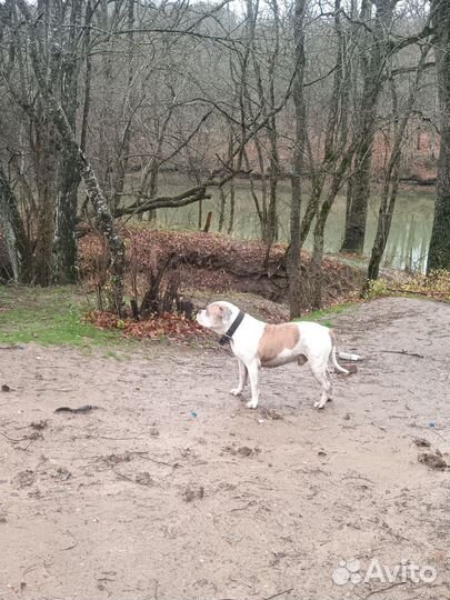 Американский бульдог