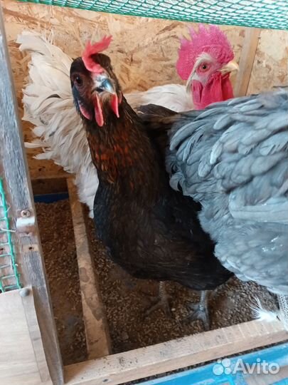 Куры молодки несушки