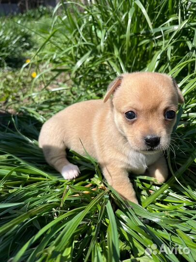 Собаки чихуахуа щенок девочка