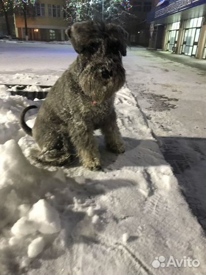 Цвергшнауцер кобель для вязки