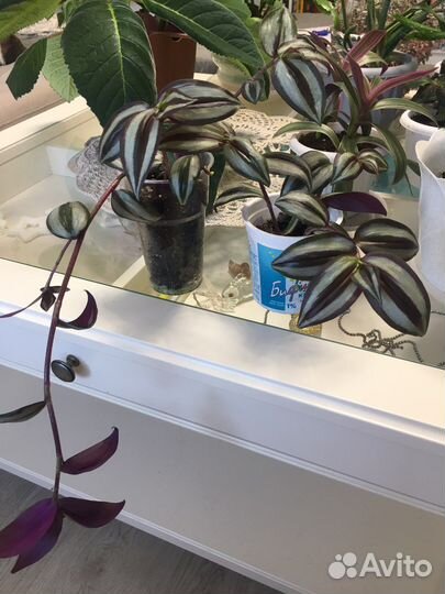 Цветы комнатные