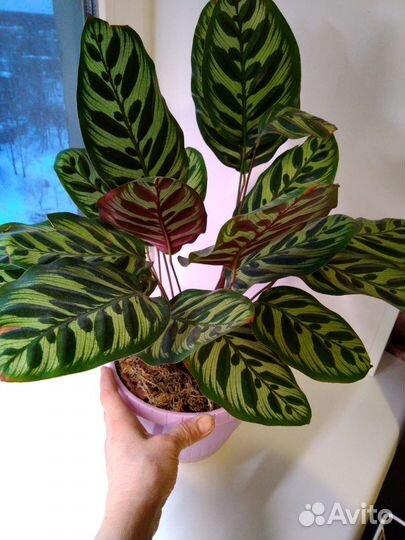 Комнатные растения, калатеи