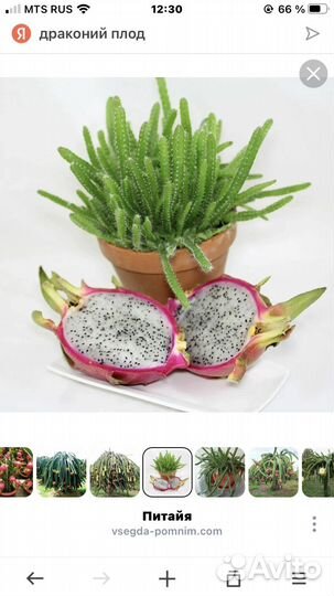 Питайя саженцы