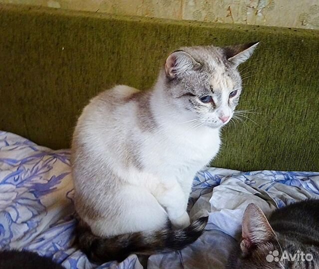 Кошечка ласкуша