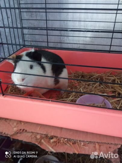 Морская свинка