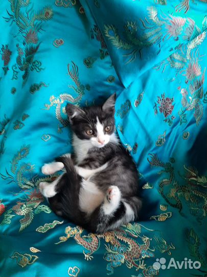 Котенок нос не грязный (мушка) - в добрые руки