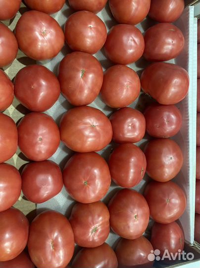 Помидор дагестан