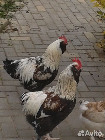 Петух, фавероль или мехеленская кукушка