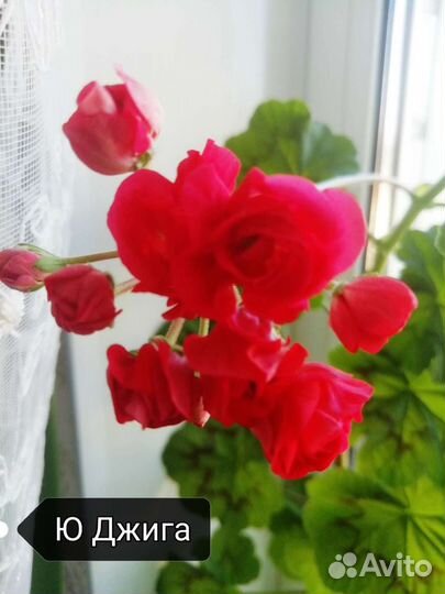 Герань пеларгония