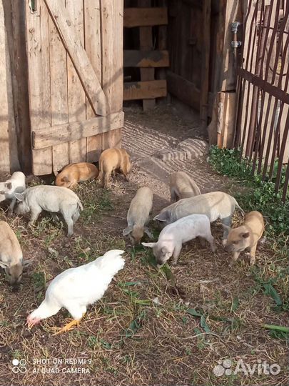 Поросенок ландрас, мангалица